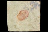 Red, Ordovician Asaphellus Trilobite - Morocco #120729-1